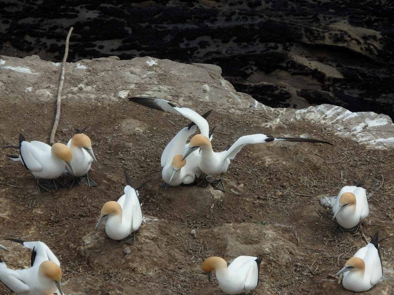 Gannet Colony