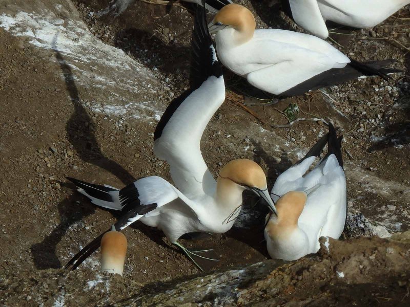 Gannet Couple