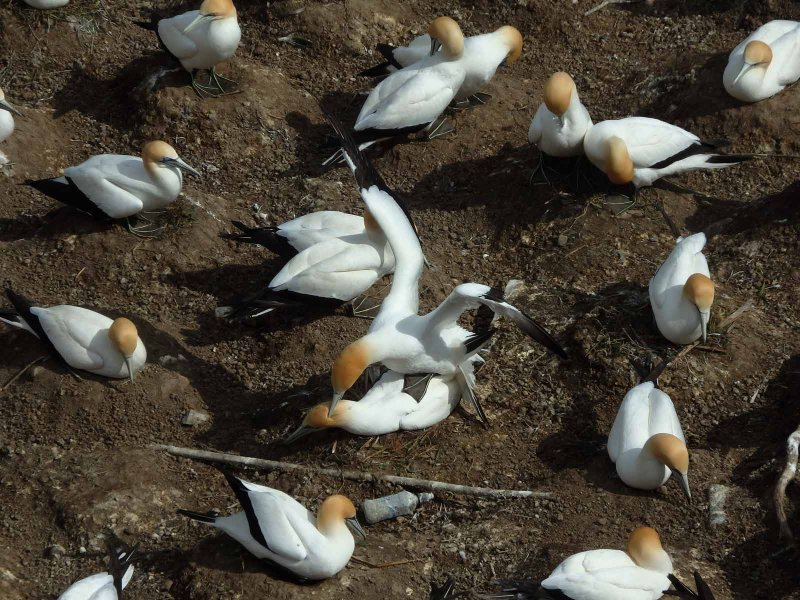 Gannet Colony