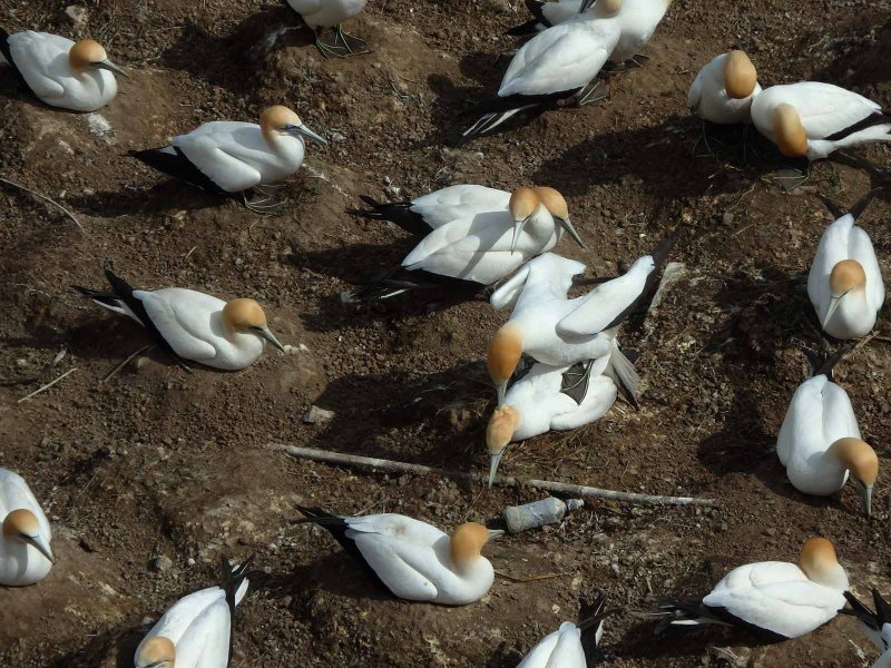 Gannet Colony