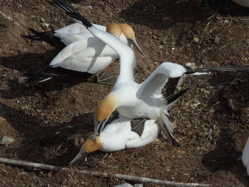 Gannet Couple