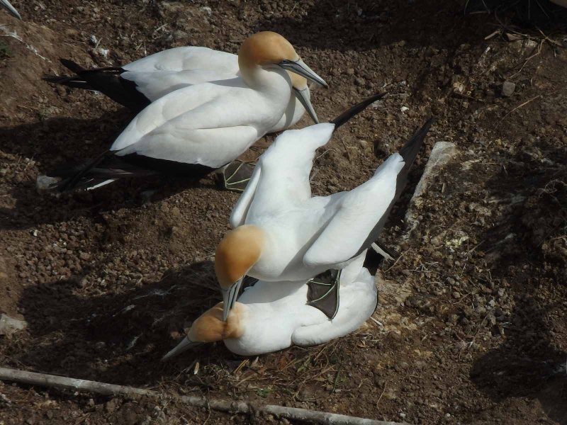Gannet Couple