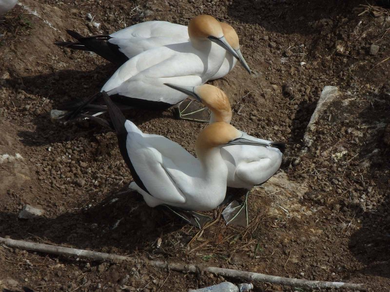 Gannet Couple