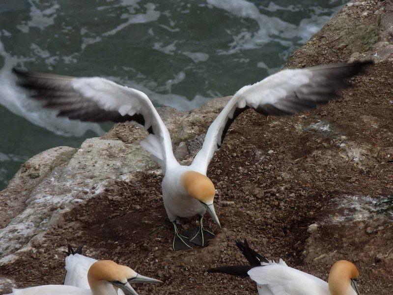 Gannet Landing