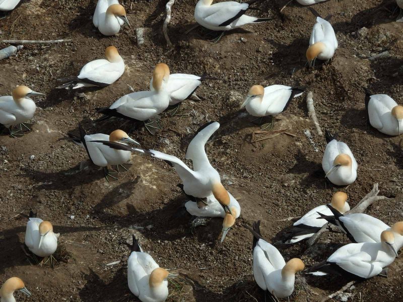 Gannet Colony