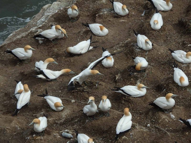Gannet Colony