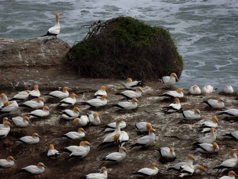 Motutara Island