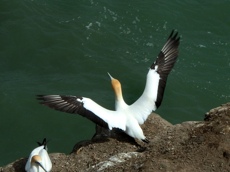 Gannet Taking Off