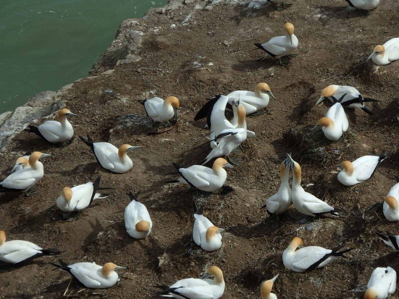 Gannet Colony