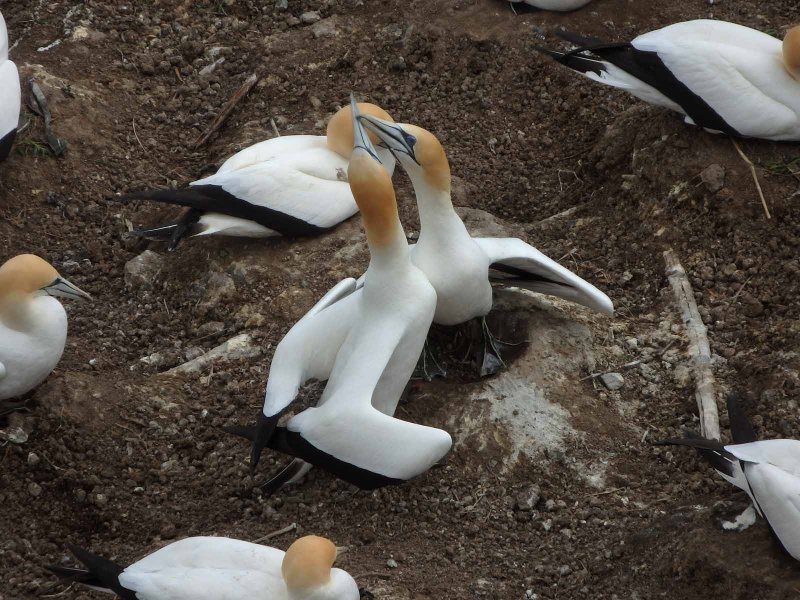 Gannet Couple