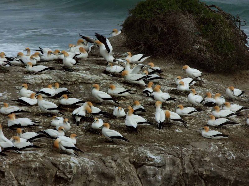 Motutara Island