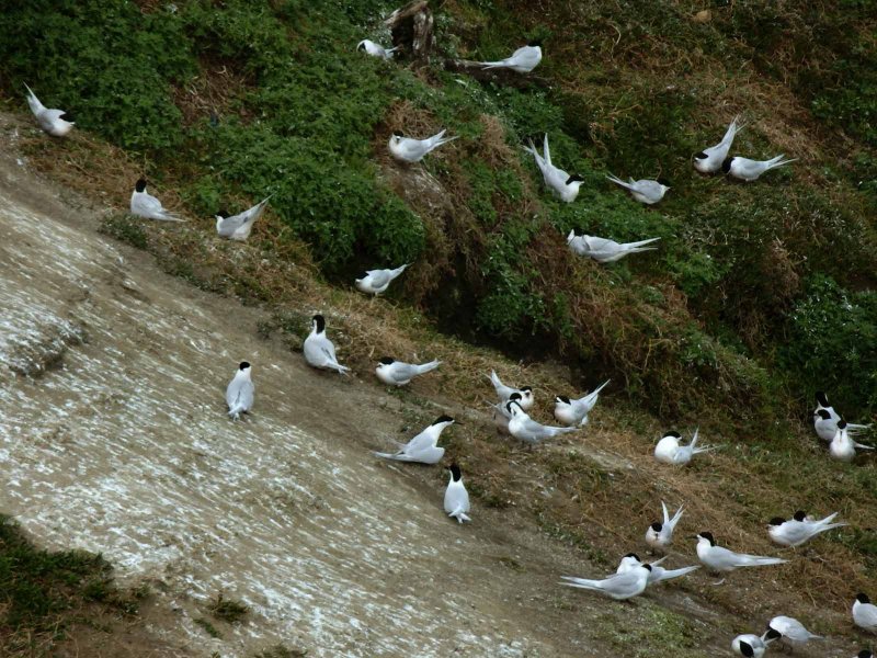 Terns