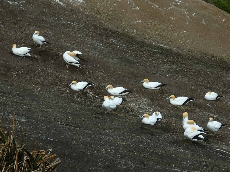 Gannet Colony