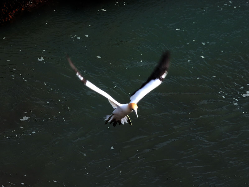 Gannet In Flight