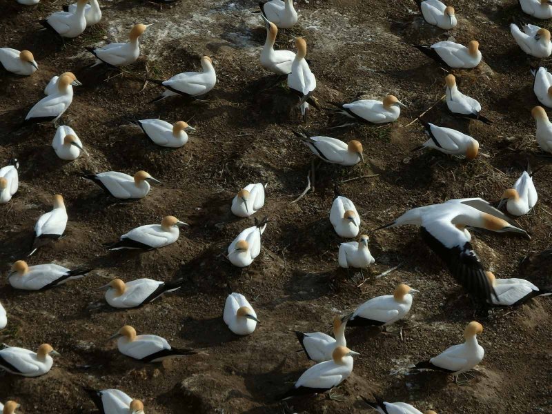 Gannet Colony