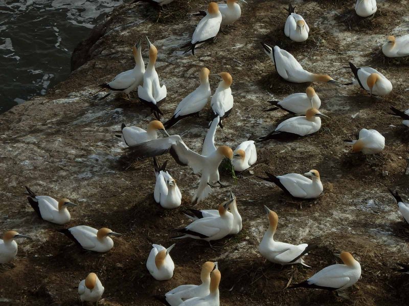 Gannet Landing
