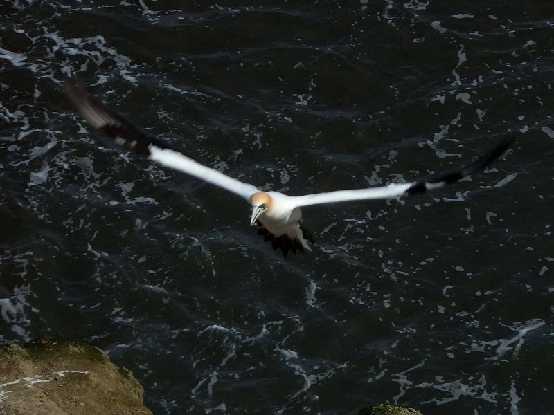Gannet In Flight