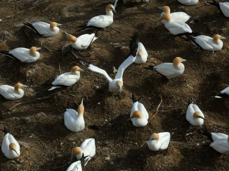 Gannet Landing