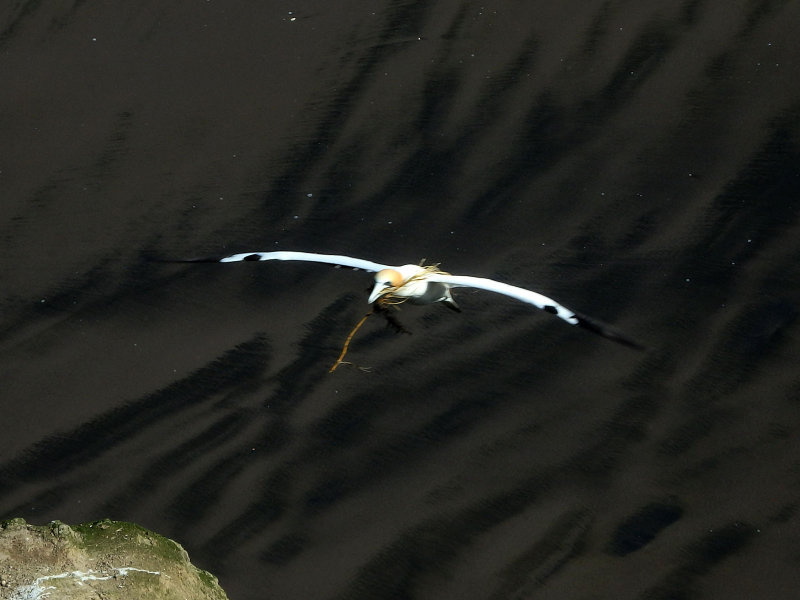 Gannet In Flight