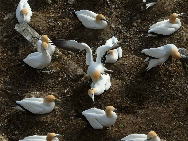 Gannet Landing