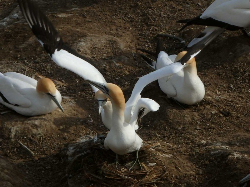 Gannet Landing