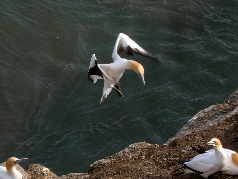 Gannet Landing