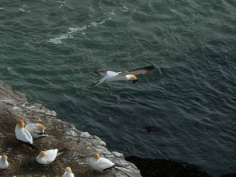 Gannet In Flight