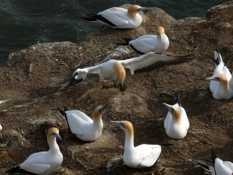 Gannet Landing