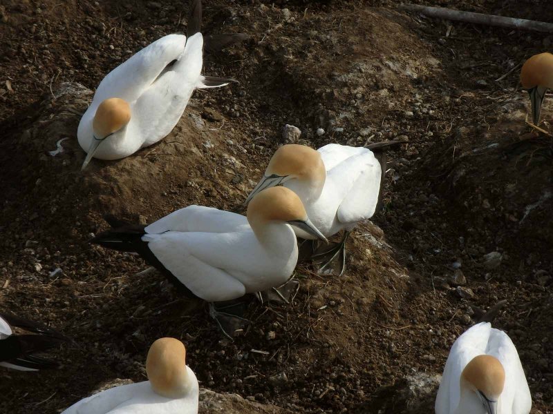 Gannet Couple