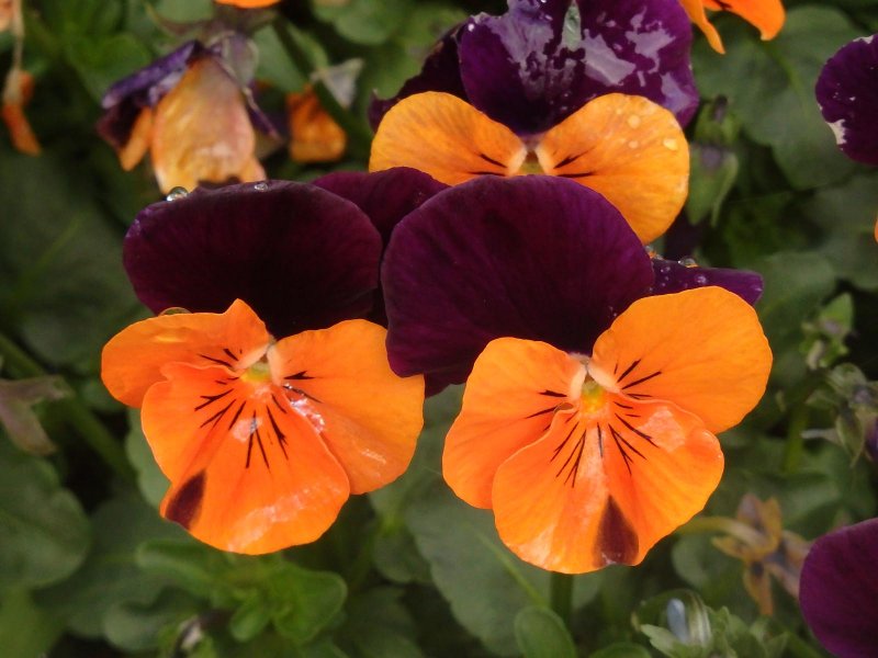 Flower 3