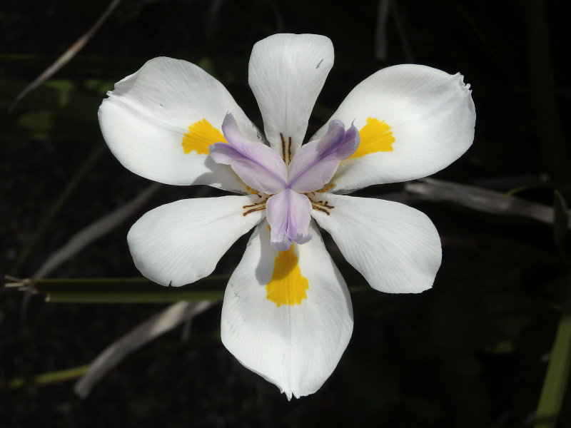 New Zealand Iris