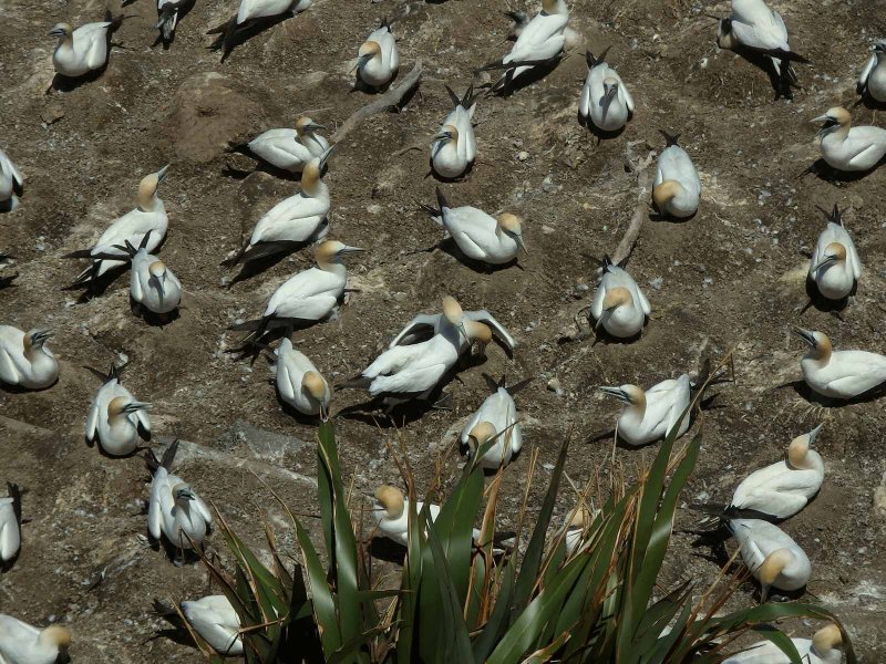 Gannet Colony 3
