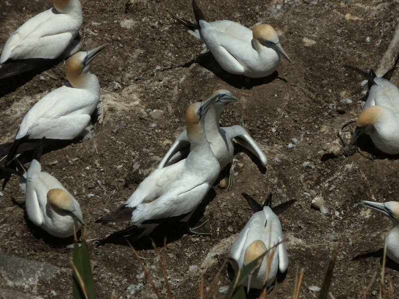 Gannets 1