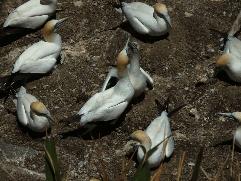 Gannets 2