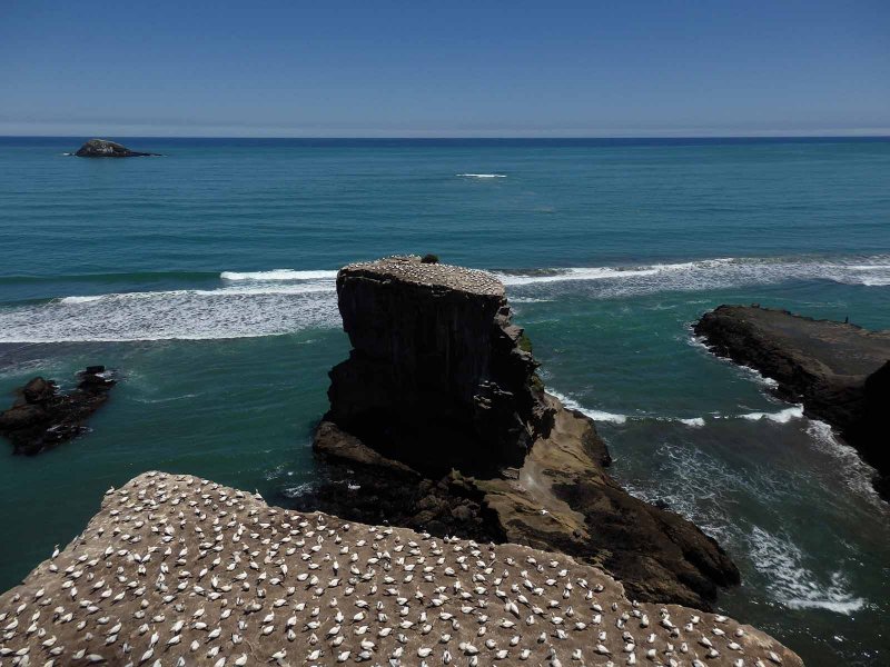 Motutara Island 5