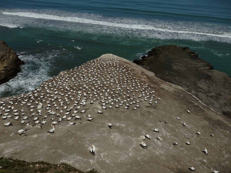 Gannet Colony 5