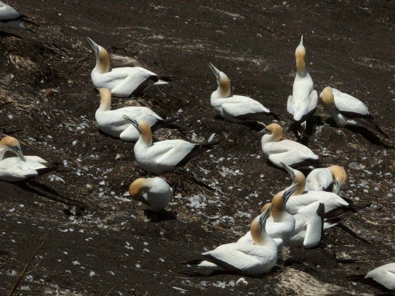 Gannets 4