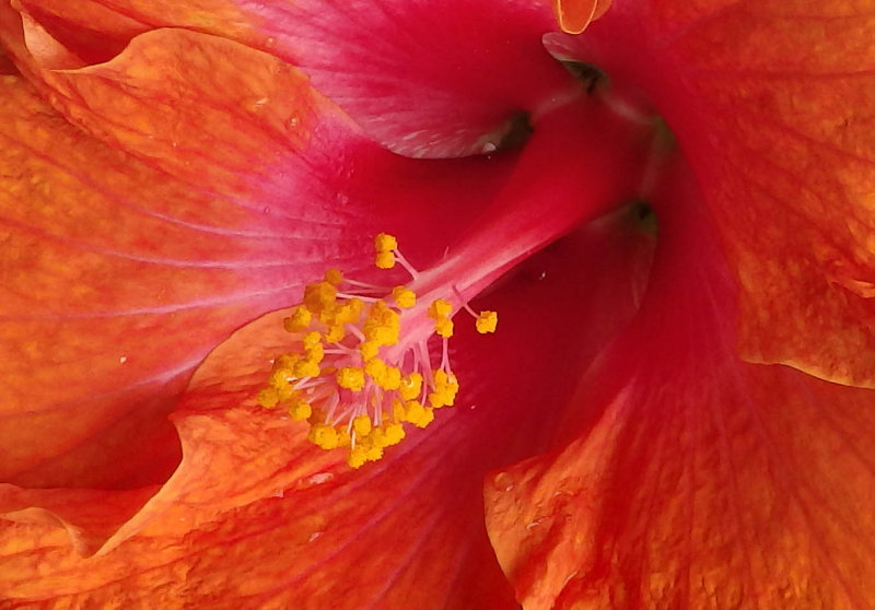 Hibiscus crop.jpg