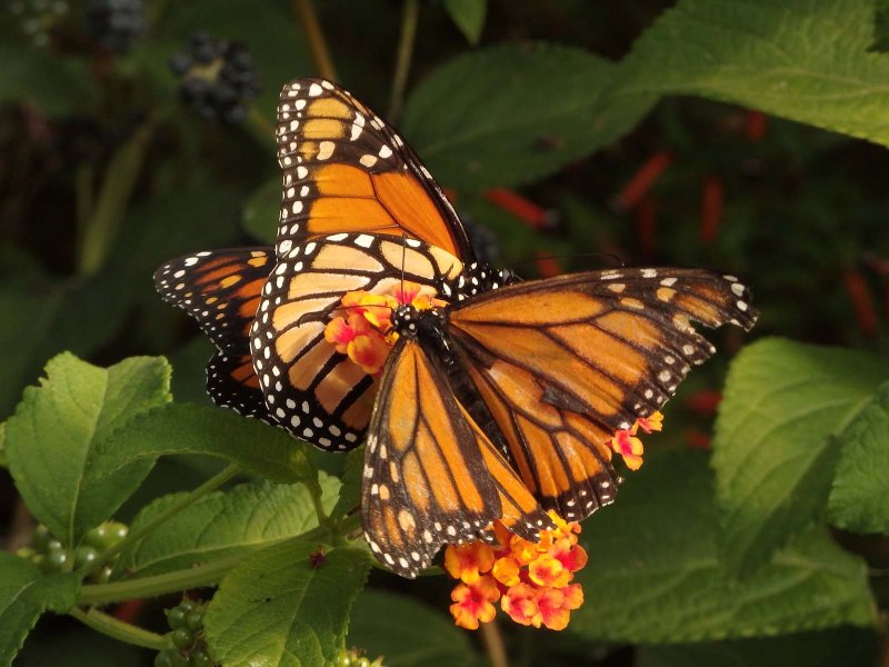 Monarch Butterfly 4