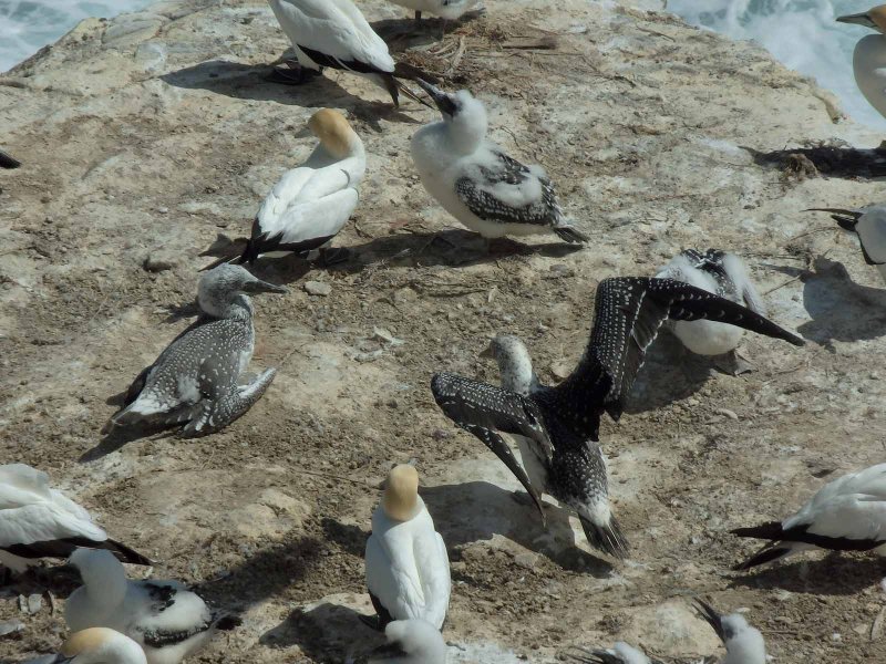 Gannets Up Close 2