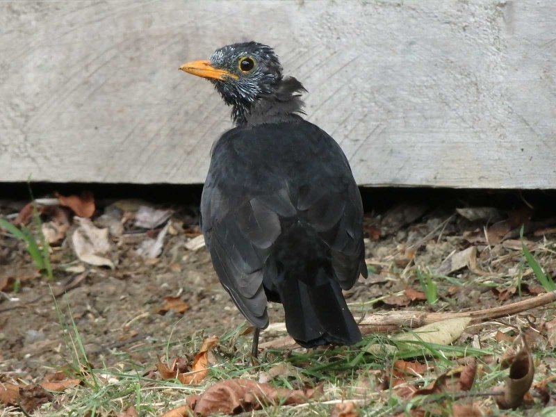 Blackbird