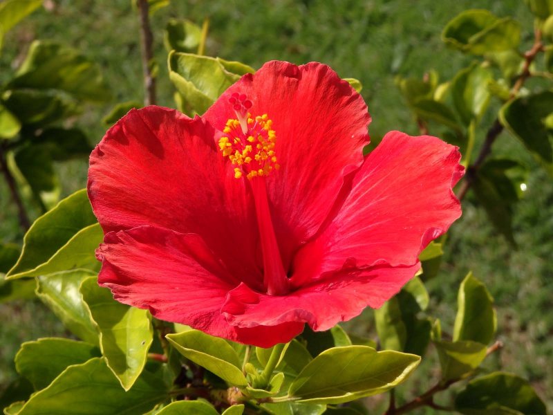 Hibiscus 2