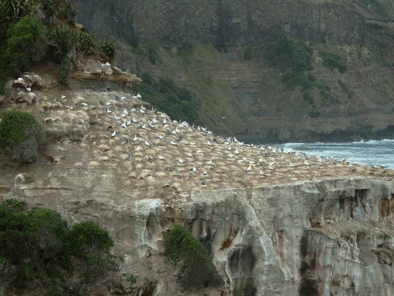 Muriwai Beach Gannets 3