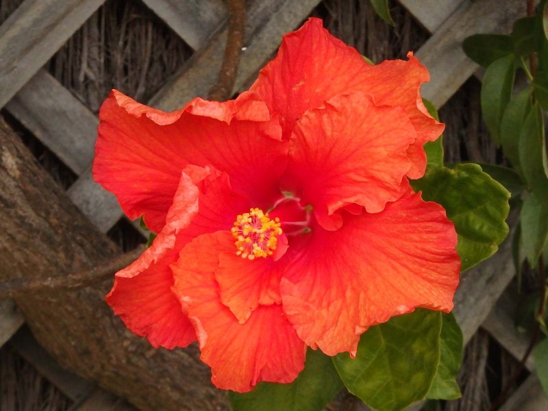 Hibiscus