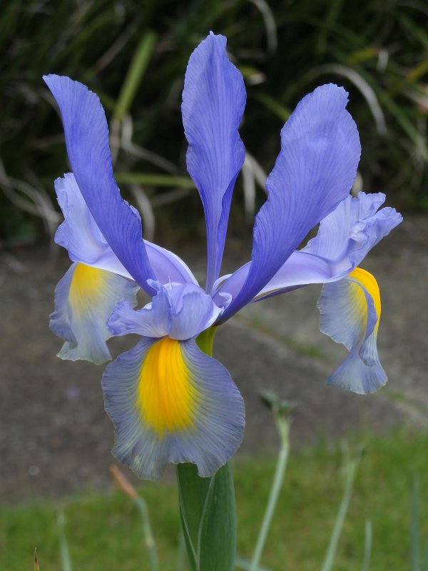 Iris 1