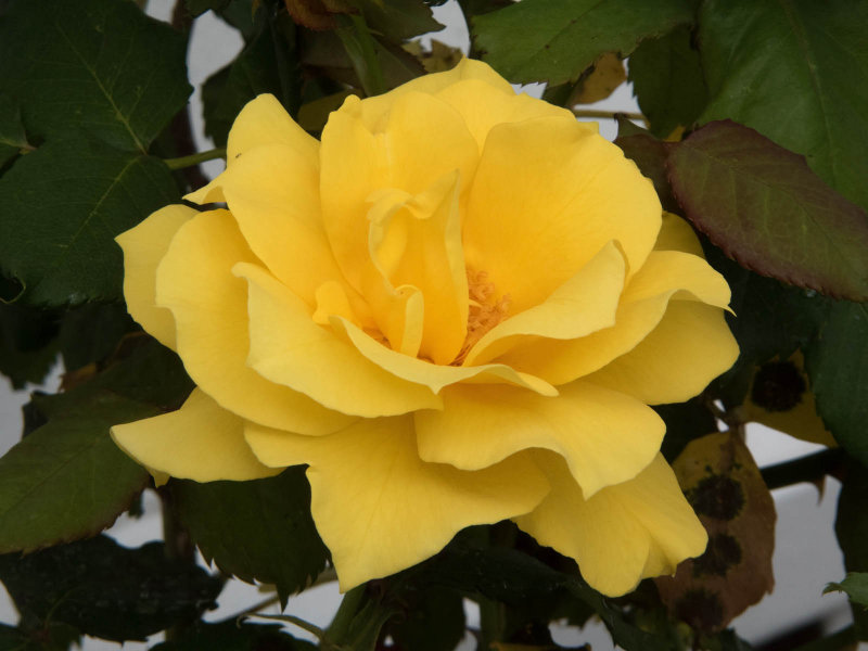 Yellow Rose 3