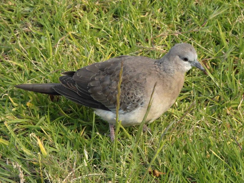 Spotted Dove