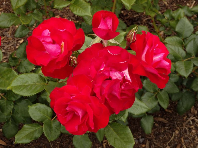 Roses 1