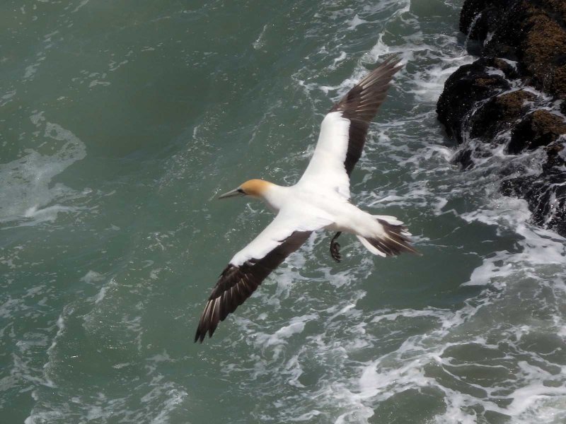 Gannet In Flight 3