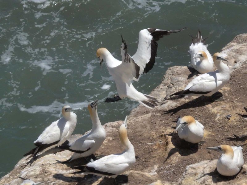 Gannet Landing 3